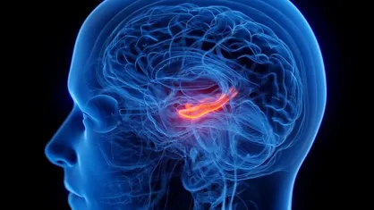 افسردگی با کوچک&zwnj;شدن مرکز حافظه مغز مرتبط است