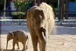 باغ وحش ارم سبز 