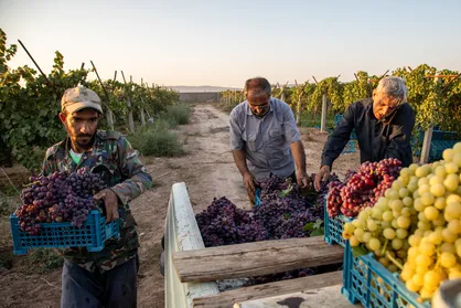 رویان؛ شهرِ انگور
