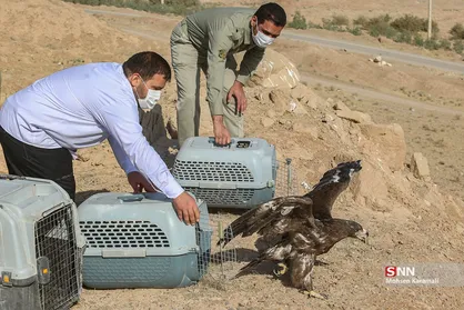 رهاسازی ۹ قطعه پرنده شکاری و آبزی در تالاب بهشت معصومه