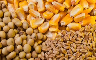 آغاز ثبت سفارش انواع کنجاله