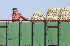 صادرات پیاز و گوجه فرنگی به زودی ممنوع می‌شود