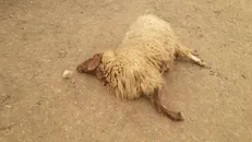 تلف شدن ۳۰ گوسفند و ۶ الاغ بر اثر مصرف آب آلوده در بجنورد + فیلم