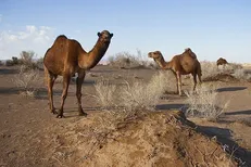 سلسله کارگاه‌های ترویجی آموزشی آنلاین «پرورش شتر؛ آینده‌نگری در سرمایه‌گذاری» برگزار می‌شود