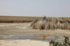 آبی که برای احیای شادگان رهاسازی می‌شود به تالاب نمی‌رسد!