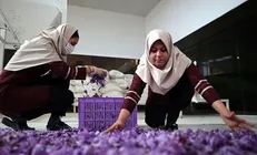 پژوهشگران دانشگاه حکیم سبزواری با ایده فرآوری دارویی زعفران مقام نخست را کسب کردند