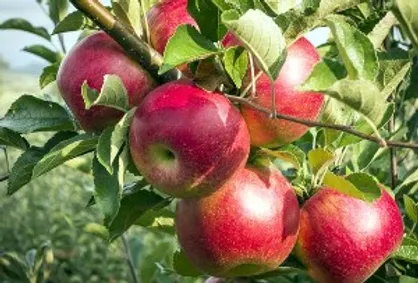 عملیات خرید سیب شب عید آغاز شد