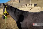 اسب ترکمن