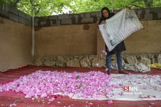 گل محمدی