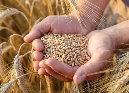 خرید تضمینی ۱۲۵ هزار تنی گندم از کشاورزان آذربایجان غربی