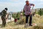 فیروز کوه