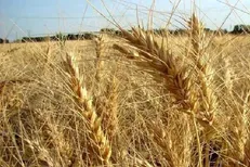 ابلاغ قیمت جدید گندم از سوی شورای قیمت‌گذاری