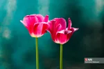 فصل بهار و میهمانی لاله ها