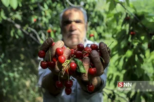 برداشت گیلاس