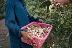 سیستان و بلوچستان؛ در آستانه تبدیل به قطب طلای سبز کشور