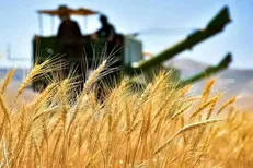 هدف‌گذاری خرید ۲۵۰ هزار تن گندم در قزوین