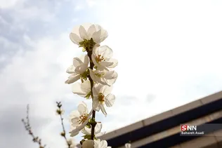 چند قدم مانده تا بهار