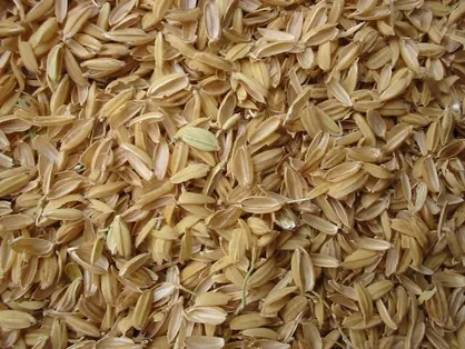 کشف ۲ محموله شلتوک قاچاق در ایذه