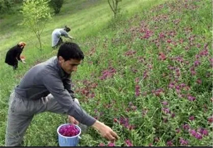 سامانه جامع بازار گیاهان دارویی ایران راه&zwnj;اندازی شد