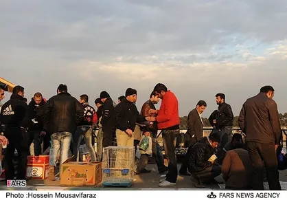 بازار پرندگان خلیج فارس بزرگترین مرکز قاچاق حیوانات بیخ گوش مسئولان