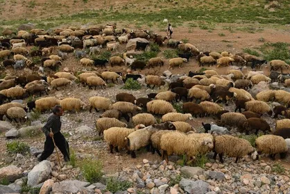 پوریان: ۷.۲ میلیون راس دام مازاد در کشور وجود دارد
