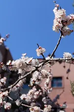 چند قدم مانده تا بهار