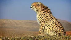 اکبری: فقط ۵ سال برای حفظ نسل یوزپلنگ ایرانی فرصت داریم