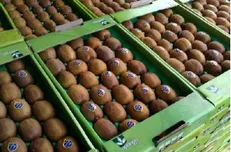 برگشت محموله کیوی از امارات تکذیب شد