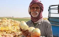 حکایت کشاورزی در جنوب کرمان سر دراز دارد / کسی به داد پیازکاران نرسید