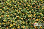 استقبال از بهار