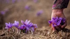 طراحی دستگاه فرآوری زعفران توسط یک شرکت دانش بنیان / تولید نوین جوانان ایرانی در خدمت زعفران‌کاران قرار می‌گیرد