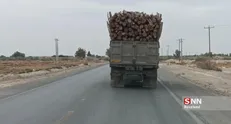 قاچاقچیان چوب کماکان درحال غارت سیستان+فیلم