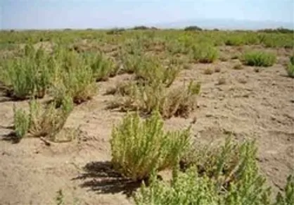طرح ملی مبارزه با بیابان&zwnj;زایی و توسعه ریزگردها تهیه می&zwnj;شود/ زمین&zwnj;های دانشگاه گنبدکاووس؛ مزرعه نمونه استان گلستان