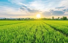 پایداری هوای گیلان تا سه شنبه
