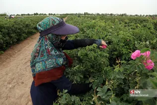  برداشت گل محمدی در قم 