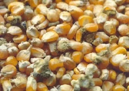 نظر سازمان استاندارد درباره محموله ذرت ۳۵۰ هزار تنی