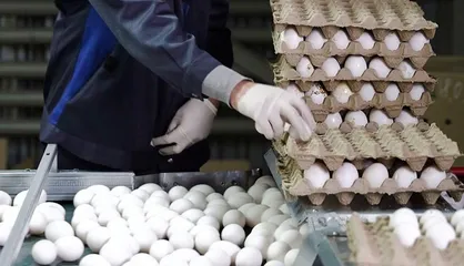 کاهش ۲۰ درصدی مصرف تخم مرغ