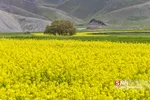 کلزا