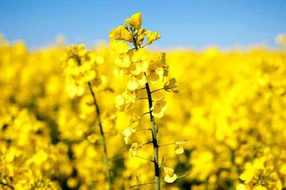 سه راهکار خودکفایی در تولید دانه&zwnj;های روغنی/ چرا اقدامی اساسی صورت نمی&zwnj;گیرد؟
