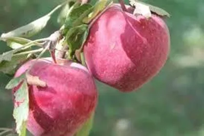 خرید ۱۱۰۰ تن سیب از باغداران کهگیلویه و بویراحمد