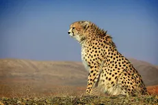 تکثیر نیمه‌طبیعی یوز آسیایی در پناهگاه حیات‌وحش دره‌انجیر اردکان