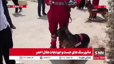 نحوه اجرای دستور مربی توسط سگ زنده یاب و نجات هلال احمر