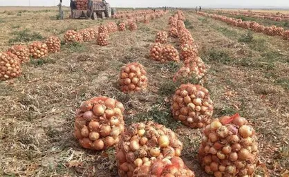 پیش&zwnj;بینی تولید بیش از ۱۴ هزار تن پیاز در شهرستان بروجن؛ ۱۸۰ هکتار از اراضی زیر کشت این محصول رفت