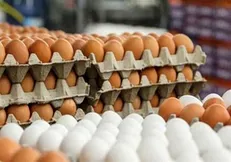 قیمت هر شانه تخم‌مرغ در میادین میوه و تره بار اعلام شد