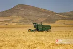 برداشت گندم