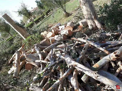 دانشجویان نگران نباشند؛ درختی در دانشگاه نفت اهواز قطع نشده&zwnj;است!