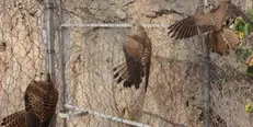 کشف محموله بزرگ قاچاق پرندگان شکاری در لرستان