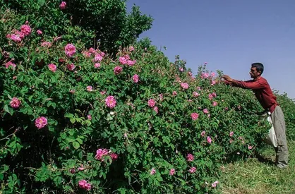 کرمان رتبه دوم سطح زیر کشت گل محمدی در کشور/ فعالیت ۲۰۰ واحد گلاب&zwnj;گیری در استان