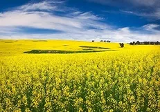 خرید ۵۴ هزار تن دانه روغنی کلزا از کشاورزان گلستان