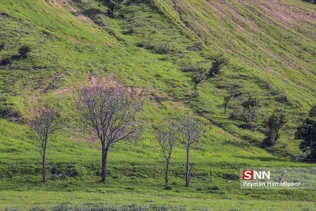 جلوه های زیبای طبیعت